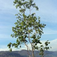 Eucalyptus polyanthemos red box gum tree young specimen growing in australian mountains