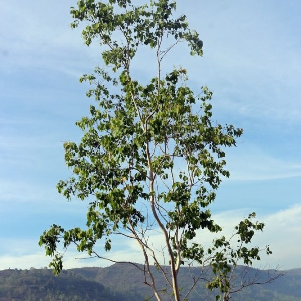 Eucalyptus polyanthemos red box gum tree young specimen growing in australian mountains