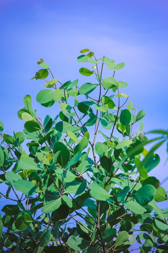 Eucalyptus polyanthemos red box gum tree leaves grey green foliage
