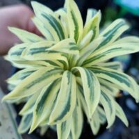 Hello Hello Plants Melbourne Victoria Australia Euphorbia characias Tasmanian Tiger Foliage