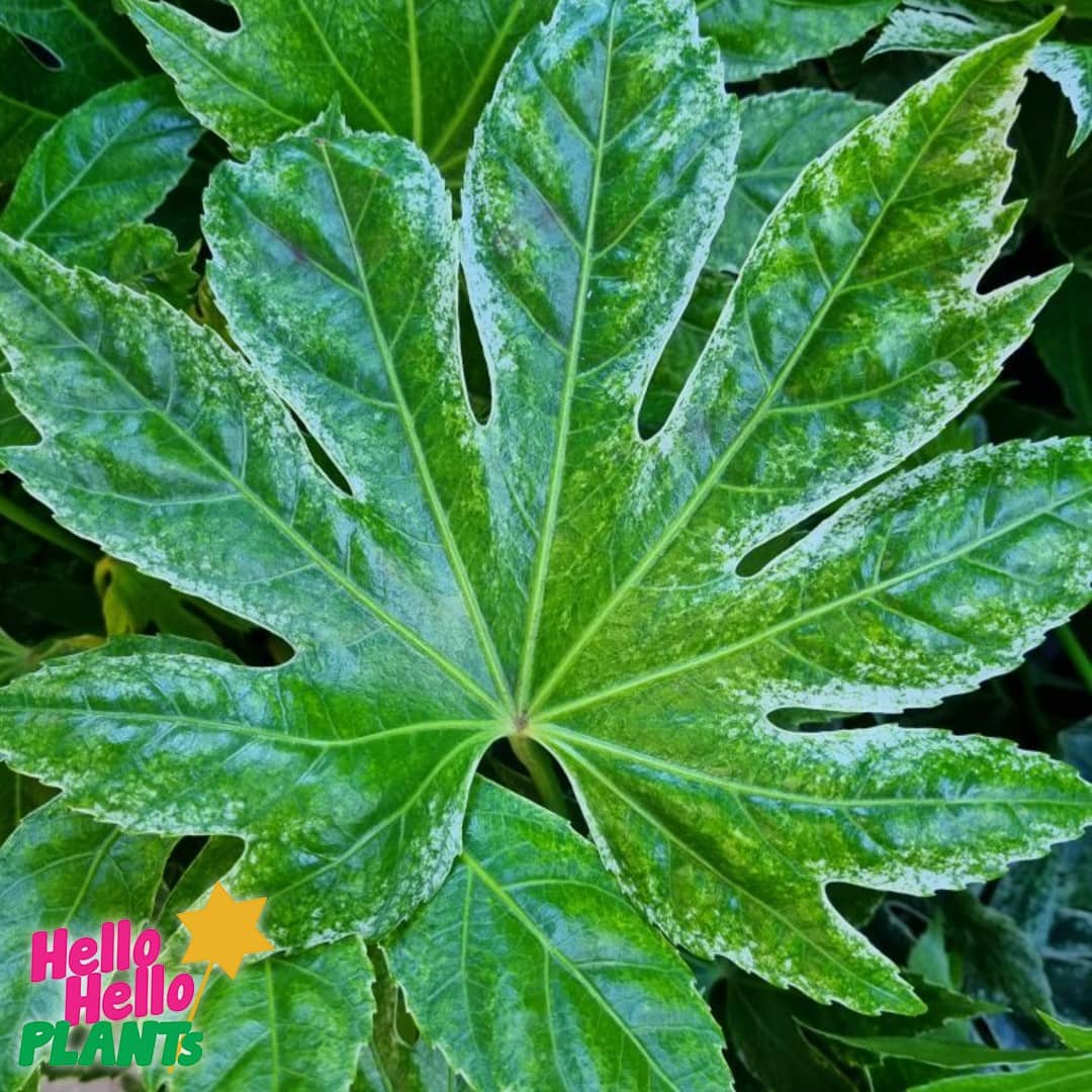 Fatsia 'Spiders Web' Japanese Aralia 10" Pot - Image 2