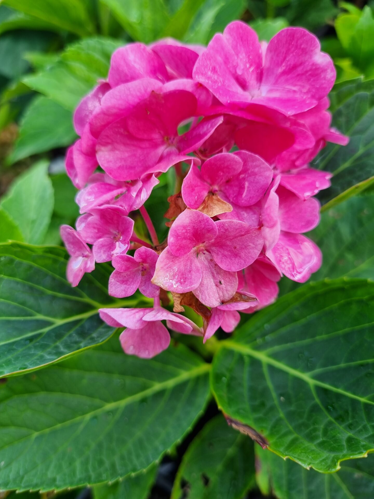 Hydrangea macrophylla 'Pink' - Image 4