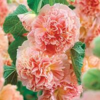 A close-up highlights the ruffled petals of Hollyhock 'Peaches and Dreams' flowers in pink and peach shades, set against lush green leaves, flourishing in a 4" pot.