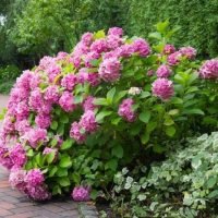 hydrangea macrophylla pink ball beautiful big pink flower heads with green foliage on a bush