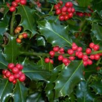 Ilex 'Blue Angel' Holly in an 8" pot features glossy dark green leaves and clusters of small red berries.