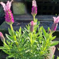 The Lavandula 'Pink Queen' PBR Lavender in a 6" pot displays vibrant pink flowers and lush green leaves, perfect for thriving in a sunny outdoor setting.
