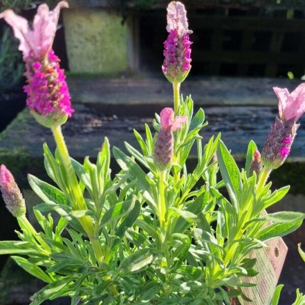 The Lavandula 'Pink Queen' PBR Lavender in a 6" pot displays vibrant pink flowers and lush green leaves, perfect for thriving in a sunny outdoor setting.