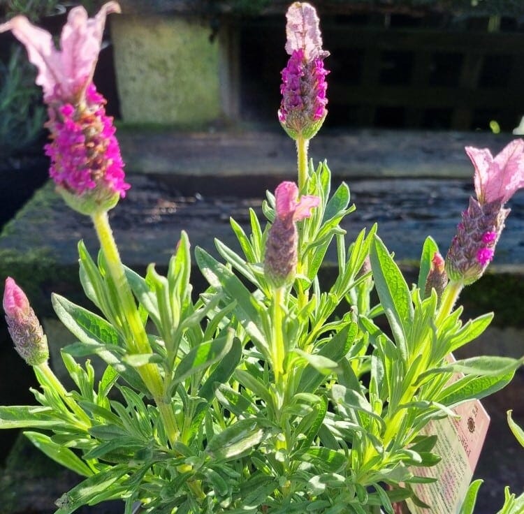 The Lavandula 'Pink Queen' PBR Lavender in a 6" pot displays vibrant pink flowers and lush green leaves, perfect for thriving in a sunny outdoor setting.