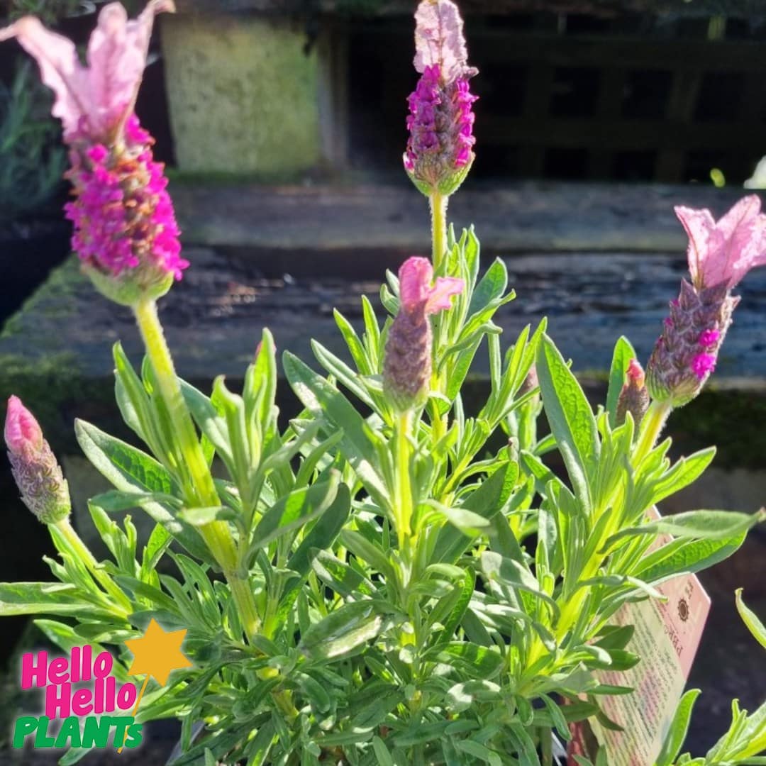 Lavandula 'Pink Queen' PBR Lavender - Image 2