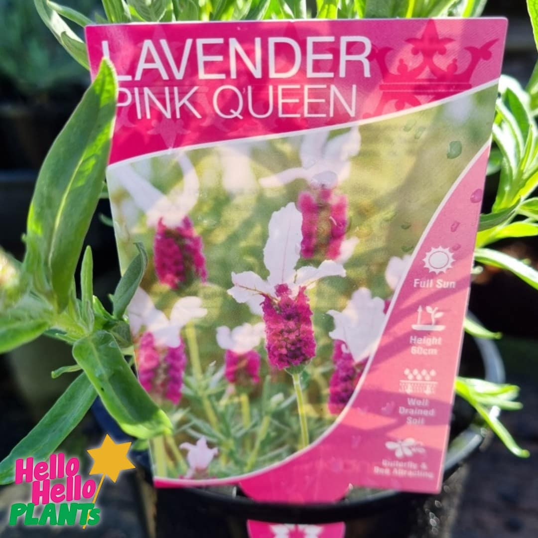 Lavandula 'Pink Queen' PBR Lavender 8" Pot - Image 4