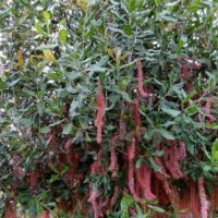 The Macadamia Nut 'Pinkalicious™' in a 5L pot boasts dense green foliage and long, pinkish-red catkins, perfect for adding a touch of flair to your garden.