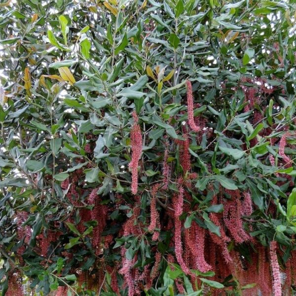 The Macadamia Nut 'Pinkalicious™' in a 5L pot boasts dense green foliage and long, pinkish-red catkins, perfect for adding a touch of flair to your garden.