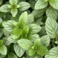 Close-up of the vibrant Mentha 'Mint Julep' 4" Pot leaves with serrated edges, showcasing intricate veins and a lush texture, ideal for crafting a refreshing Mint Julep.