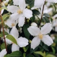 The Philadelphus 'Silver Showers' Mock Orange in an 8" pot features elegant white jasmine-like flowers with five petals and yellow centers, surrounded by lush green leaves.
