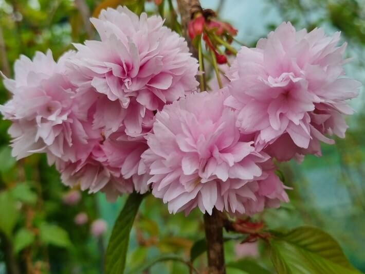 Prunus 'Cheals' Weeping Cherry - Image 3