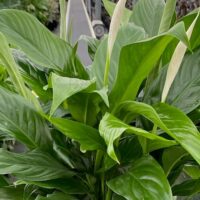 A close-up of the Spathiphyllum 'Peace Lily' (Sweet Benito) in a 10" pot showcases its large green leaves and elegant white spathes at a garden center.