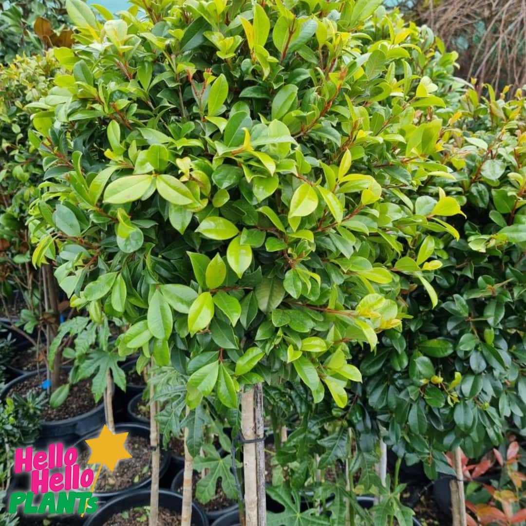 Syzygium 'Resilience' Lilly Pilly Standard 16" Pot - Image 4