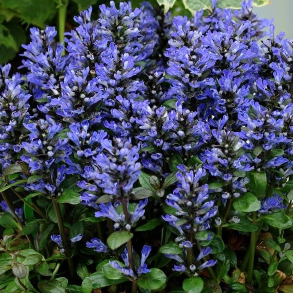 Ajuga 'Blueberry Muffin' in a 6" pot features dense, upright spikes of purple-blue flowers and green leaves—an ideal choice for vibrant color in any garden setting.