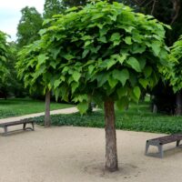 Three benches, each 1.5m long, sit among Catalpa 'Indian Bean Tree' Standard 1.5m (20" Pot) on a gravel area in the park, with green grass and bushes in the background.