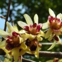 Close-up of yellow and burgundy Chimonanthus 'Japanese Allspice' flowers blooming on branches, against a blurred green background.