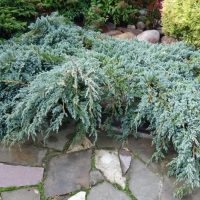 The Juniperus 'Grey Owl' shrub elegantly cascades over a stone patio with scattered rocks and lush greenery in the background.