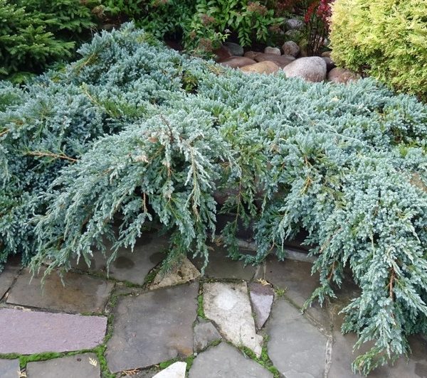 The Juniperus 'Grey Owl' shrub elegantly cascades over a stone patio with scattered rocks and lush greenery in the background.
