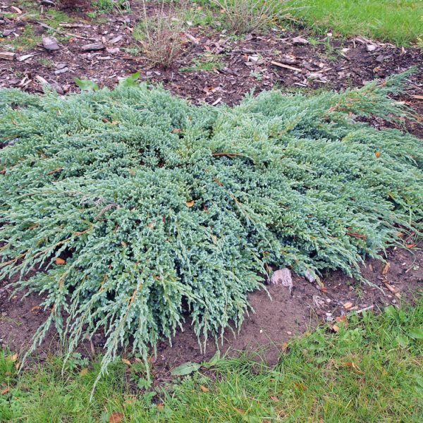 Juniperus 'Grey Owl' is a dense, green, ground-covering shrub with spreading branches that thrives in a garden bed surrounded by grass.