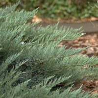 A close-up of the dense, bushy Juniperus 'Tamarix' with thin needle-like leaves in a 6" pot. The mulch-covered ground and blurred foliage in the background enhance the natural beauty of this intricate juniper.