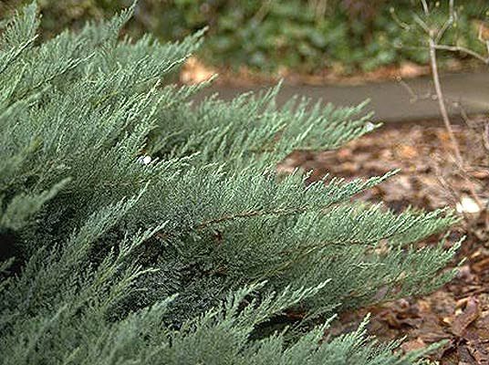 A close-up of the dense, bushy Juniperus 'Tamarix' with thin needle-like leaves in a 6" pot. The mulch-covered ground and blurred foliage in the background enhance the natural beauty of this intricate juniper.