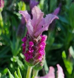 Lavandula 'Pink Queen' PBR Lavender - Image 3