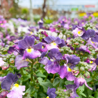 Nemesia Sweet Surprise 'Purple and White' thrives beautifully with its vibrant purple and white blooms set against lush green leaves in garden settings, flourishing under a clear sky in their 6" pots.