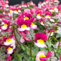 Close-up of Raspberry and Yellow flowers with lush green leaves, captured in Nemesia Sweet Surprise 'Raspberry and Yellow' 6" Pot—a delightful visual treat.
