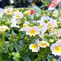 A close-up of delicate Nemesia Sweet Surprise 'Yellow and Light Pink' flowers, featuring white petals with yellow centers, surrounded by green leaves and buds. Available in a 6" pot.