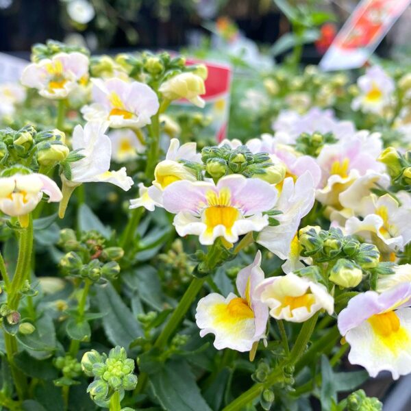 A close-up of delicate Nemesia Sweet Surprise 'Yellow and Light Pink' flowers, featuring white petals with yellow centers, surrounded by green leaves and buds. Available in a 6" pot.