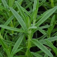 Close-up of the Rosmarinus 'Salem' Rosemary in a 4" pot, highlighting its vibrant green, needle-like leaves.