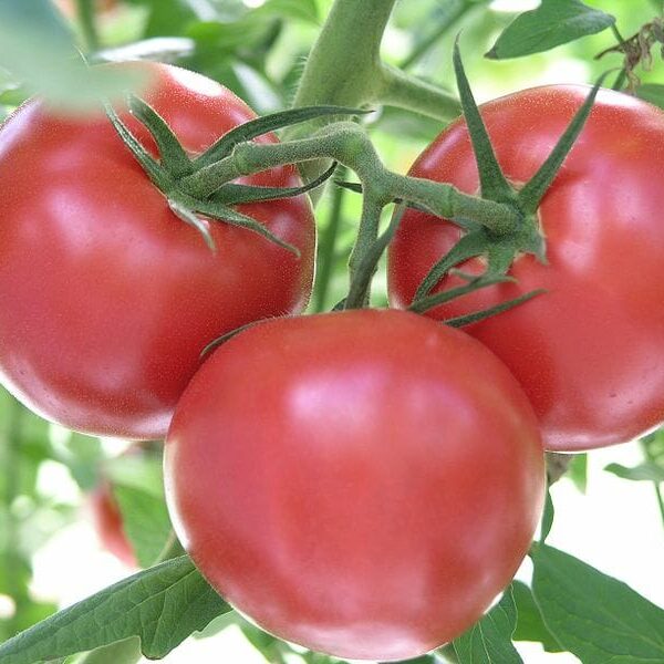 Three ripe tomatoes from the Tomato 'Grosse Lisse' 4" Pot hang on a vine amid lush green leaves.