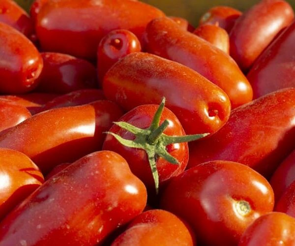 A pile of red San Marzano tomatoes, one with a green stem, from the Tomato 'San Marzano' 4" Pot.