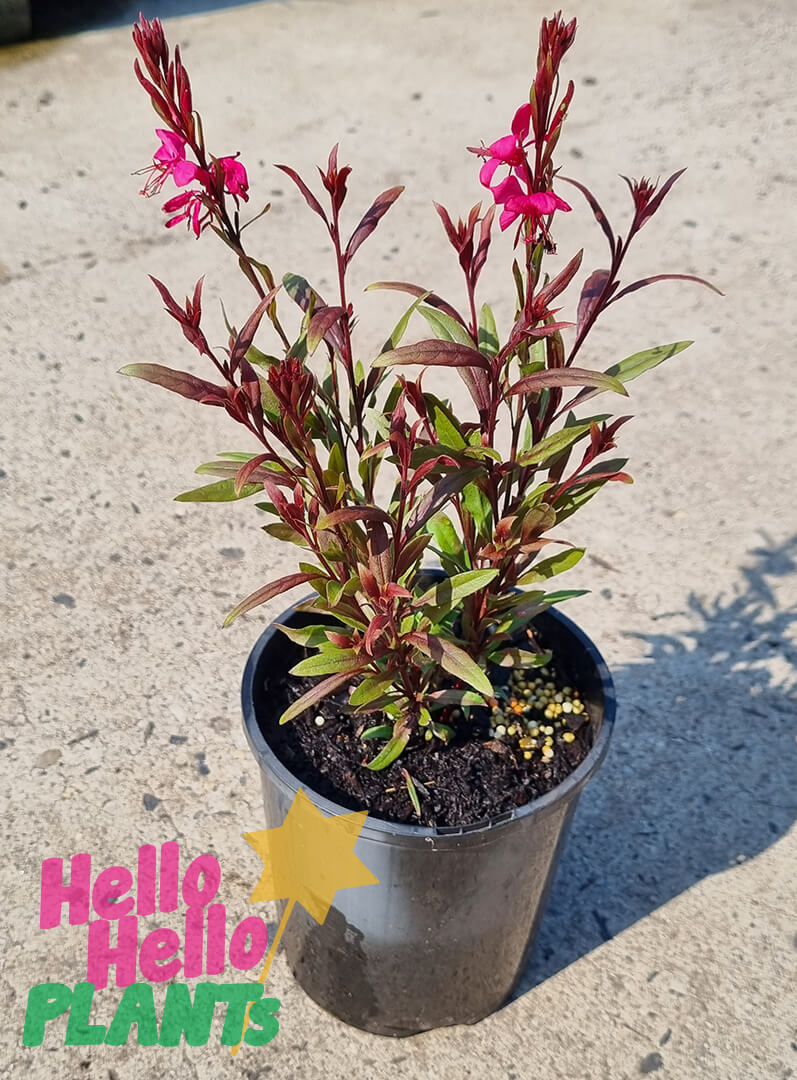 Gaura 'Rosy Jane' Butterfly Bush 6" Pot - Image 2
