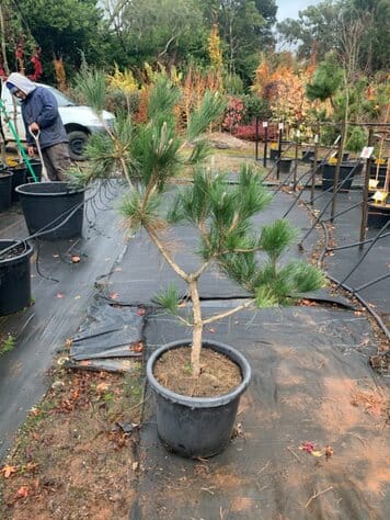 Pinus 'Japanese Black Pine' 16" Pot - Image 2