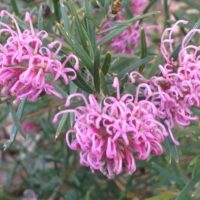 The Grevillea 'Amethyst', with its curly petals and narrow green leaves, thrives outdoors. Sold in a 6" pot, it's perfect for adding vibrant charm to your garden.