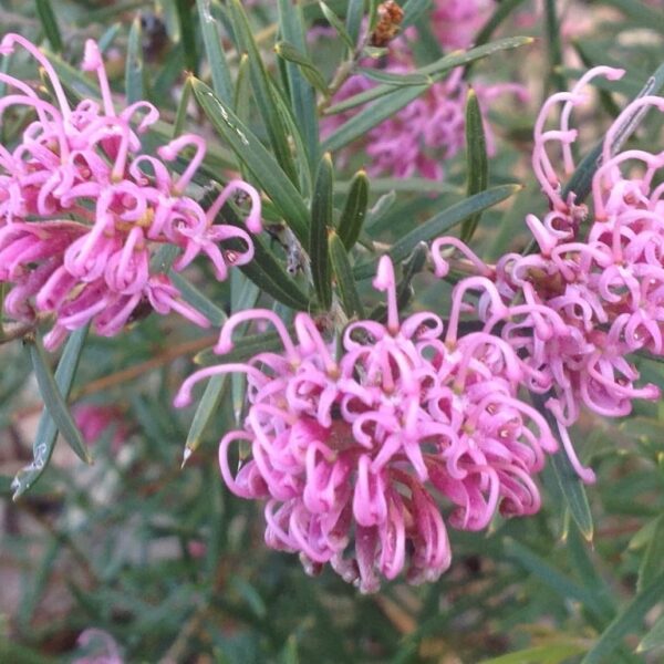 The Grevillea 'Amethyst', with its curly petals and narrow green leaves, thrives outdoors. Sold in a 6" pot, it's perfect for adding vibrant charm to your garden.