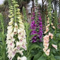 Hello Hello Plants Digitalis mix