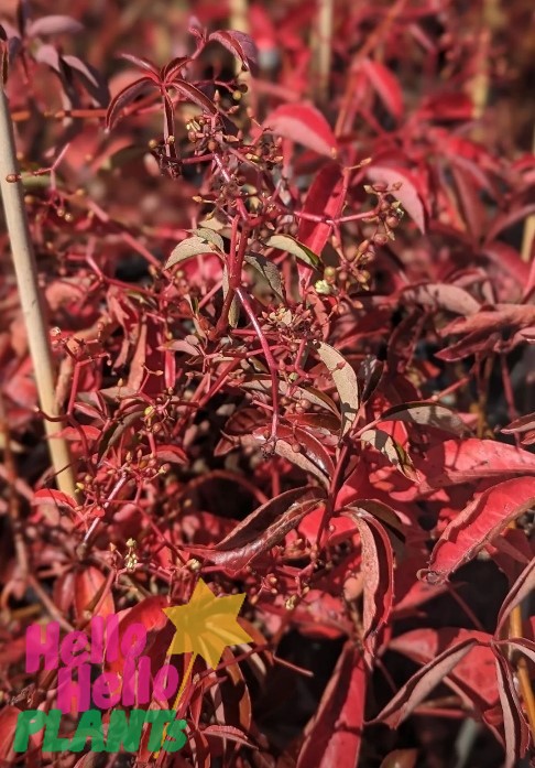 Parthenocissus henryana 'Chinese Virginia Creeper' - Image 6