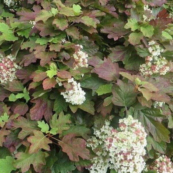 Hydrangea quercifolia 'Snowflake' in a 6" pot showcases dense clusters of white flowers and large, lobed green leaves with red tinges.