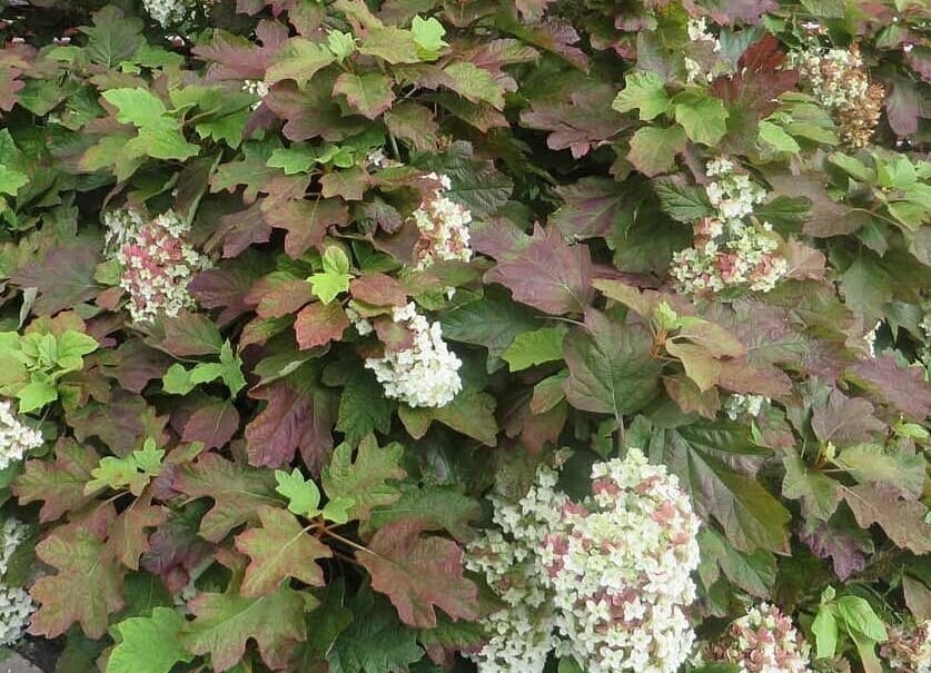 Hydrangea quercifolia 'Snowflake' in a 6" pot showcases dense clusters of white flowers and large, lobed green leaves with red tinges.