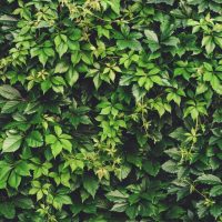 A dense wall of green leaves and vines, featuring the striking Parthenocissus henryana 'Chinese Virginia Creeper', displays a variety of leaf shapes and sizes, creating a lush and textured natural background.