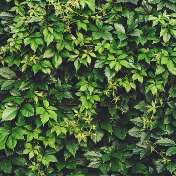 A dense wall of green leaves and vines, featuring the striking Parthenocissus henryana 'Chinese Virginia Creeper', displays a variety of leaf shapes and sizes, creating a lush and textured natural background.