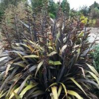 Phormium 'Black Rage' Flax