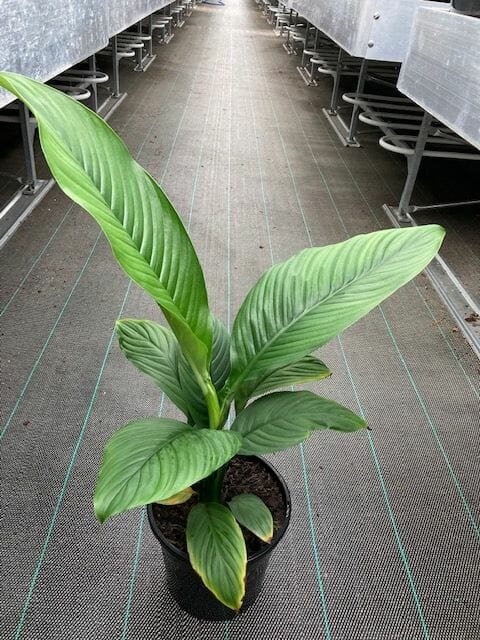 Spathiphyllum 'Sensation' Peace Lily 6" Pot - Image 3