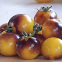 A collection of Tomato 'Blue Gold Berries' in a 4" pot features small, round tomatoes with mixed yellow and deep reddish-purple hues on a light surface, ideal for planting.
